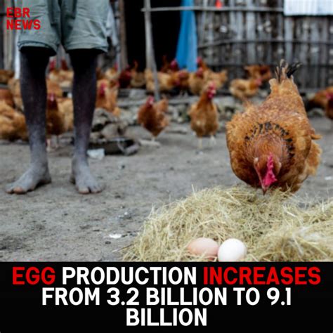 National Livestock Program Boosts Egg Production From 32 Billion To 9