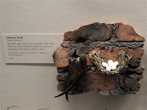 Chimney Swift Nest The Field Museum Of Chicago Gidwitz Hal Amy