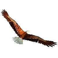 Eagle Head Transparent Image Transparent HQ PNG Download | FreePNGImg