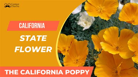 California State Flower - California Poppy - Contest Chacha