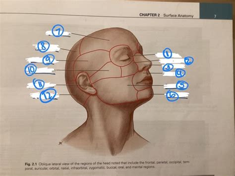 Surface Anatomy Flashcards Quizlet