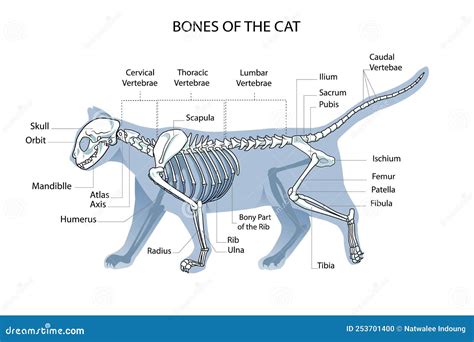 Esqueleto De Gato Ilustra O Veterin Ria Vetorial De Osteologia De