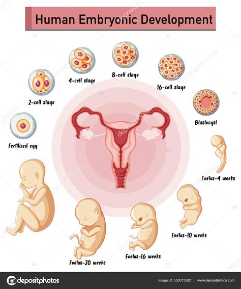 Desenvolvimento Embrionário Humano Ilustração Infográfica Humana