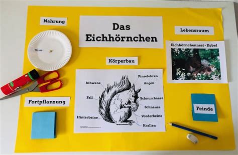 Projekt Wald Lapbook Eichh Rnchen Grundschule Und Basteln