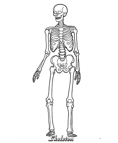 Bones of the human body Diagram | Quizlet