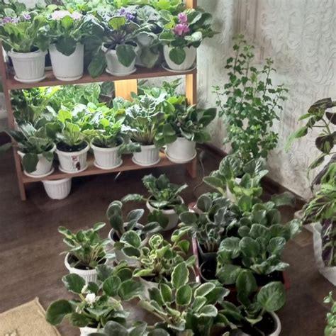 Фиалка – купить в Красноярске, цена 50 руб., дата размещения: 19.12. ...