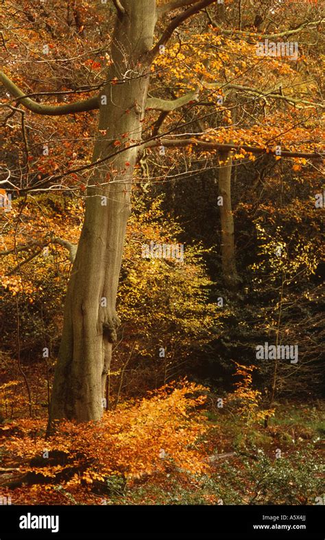 Beech Tree In Autumn Burnham Beeches Near Beaconsfield