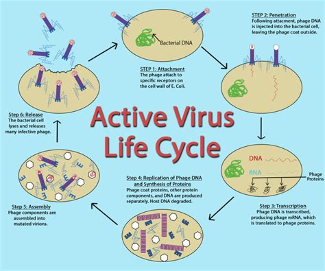 Virus Life Cycle Steps