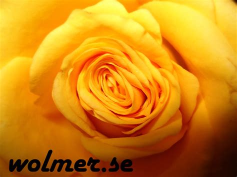 wolmer.se