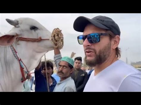 Shahid Afridi Gift Pakistan Biggest Bull For Eid Ul Adha Youtube