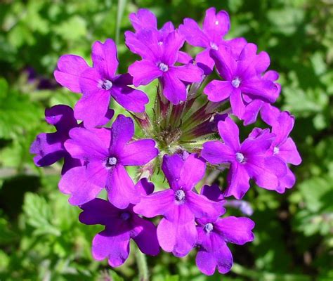 Classy Groundcovers Verbena Canadensis Homestead Purple Glandularia Canadensis Glandularia