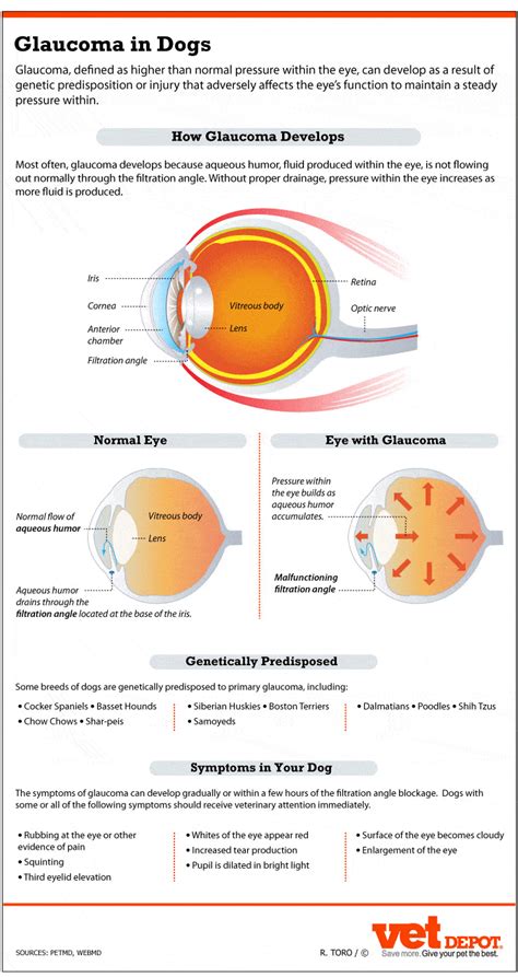 Dog Vision And Eyes √ Dogica® How Dogs See Color Dog Vs Human Vision