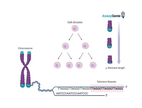 Exploring Cellular Senescence Defining Cell Morphology Aging Cell