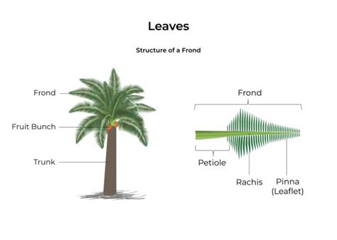 Oil Palm Anatomy 5 Ways An Oil Palm Differs From A Typical Tree