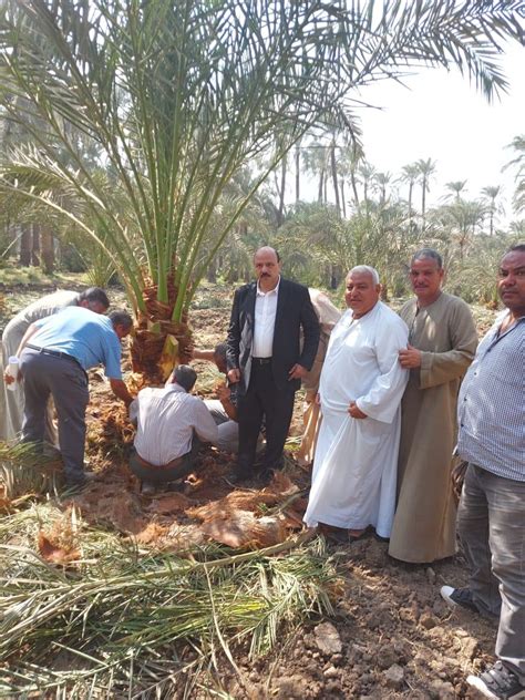 استجابة لـ صدى البلد حملة من الزراعة لمكافحة سوسة النخيل في المرازيق