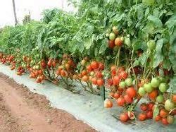 Organic Vegetable Farming Service in Indore | ID: 9407502297