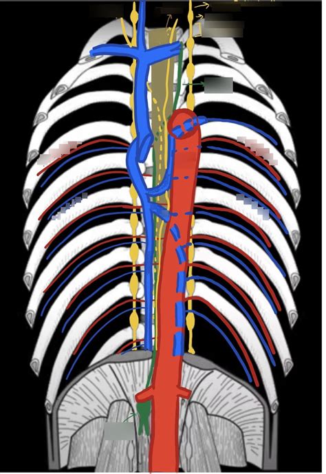 W10: Posterior Mediastinum Diagram | Quizlet