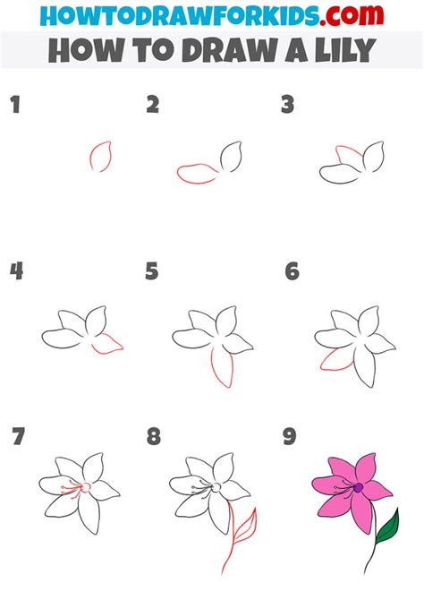 How to Draw a Lily Step by Step - Easy Drawing Tutorial For Kids