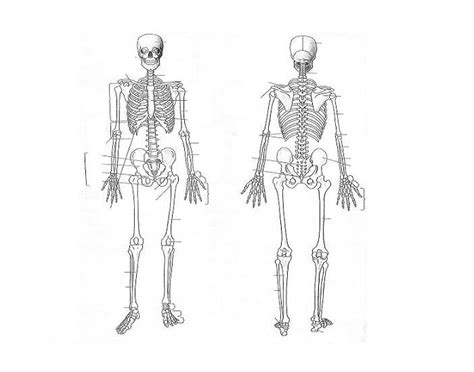 Axial and appendicular skeleton Parts Quiz