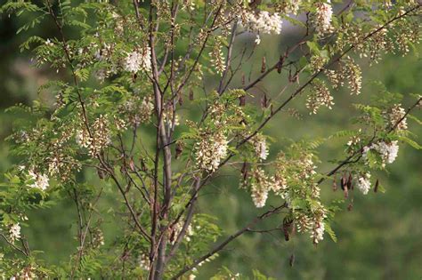 Black Locust Is a Common Tree in North America