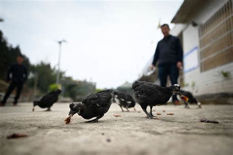 四川巴中市现人感染禽流感h5n6病例 H10n3禽流感 人类感染 新唐人电视台