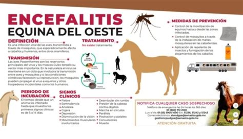 Cómo evoluciona el peón rural que se contagió de encefalitis equina y