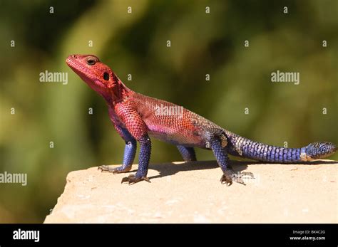 A Colorful Lizard Rainbow Agama Agama Agama Stock Photo Alamy