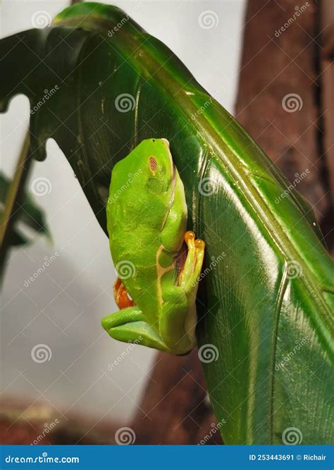 Red Eyed Tree Frog Agalychnis Callidryas On Leaf Stock Image Image Of