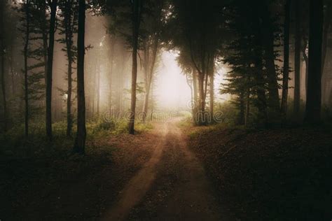 Estrada Para A Luz Na Floresta Misteriosa E Escura Foto De Stock