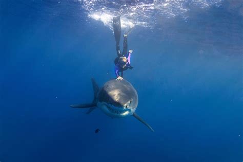 This Woman Swims With Great White Sharks In Order To Save Them