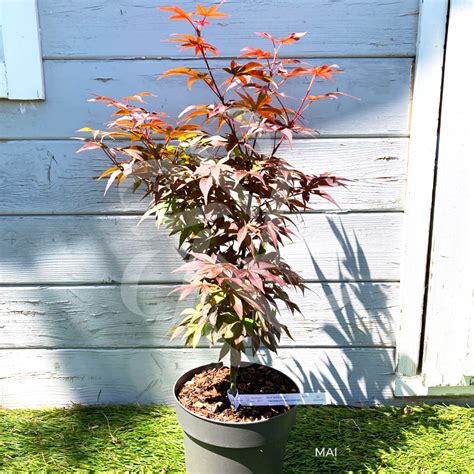 Acer Palmatum Twombly S Red Sentinel Rable Du Japon Palmatia Plantes