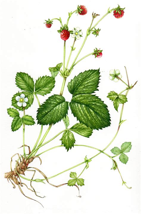 strawberry plant drawing strawberry plant illustration stock