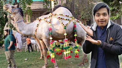 Humaray Bagh Me 16 Camel Aa Gay Chand Raat Mubarak Pakistani