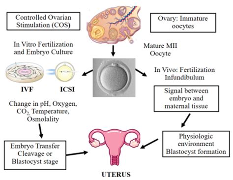 Scheme Illustrating In Vitro And In Vivo Fertilization Controlled