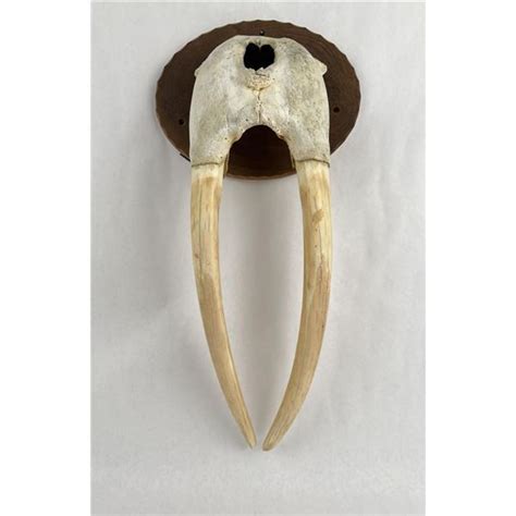 Antique Taxidermy Walrus Tusks