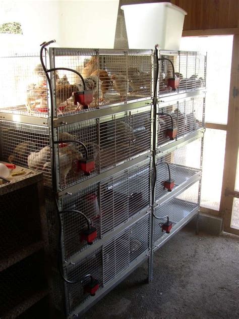 Fabrication Cages A Poussins