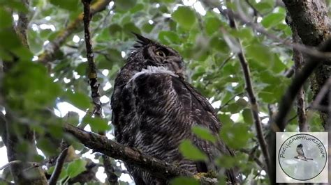 Great Horned Owl Hooting Youtube