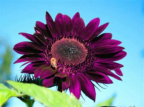 100pcs Purple Sunflower Seeds for Planting, Heirloom and Non-GMO Seeds