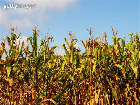 Corn Field During Harvest And Blue Sky Dry Corn Fields Ready For