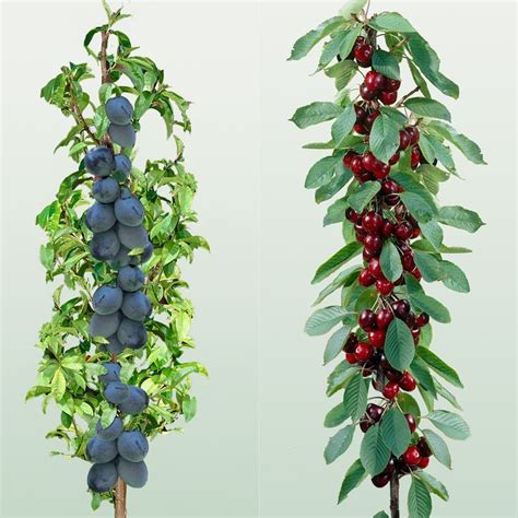 Pin on Garden Trees, Shrubs, & Fruits