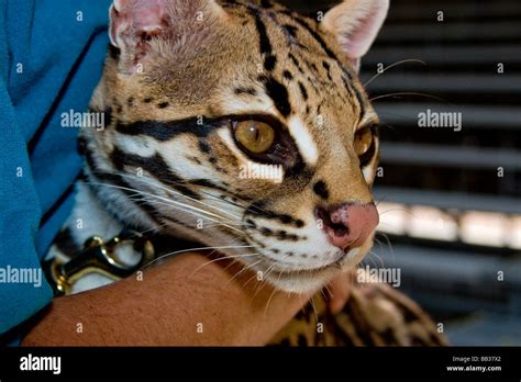 El Ocelote Leopardus Pardalis Encontrada Desde El Extremo Sur De Texas