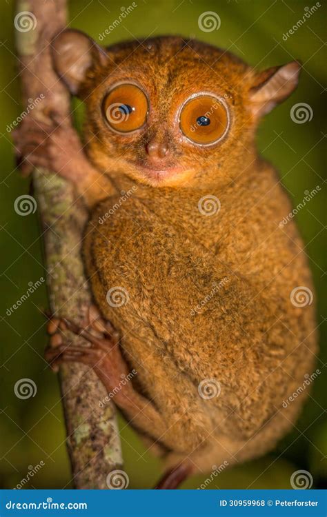 Western Tarsier Cephalopachus Bancanus Stock Photo Image Of Fauna