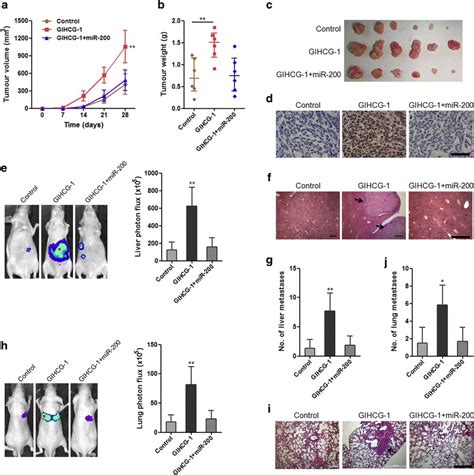 GIHCG promotes HCC cells proliferation and metastasis in vivo through ... 