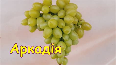 Аркадія - YouTube