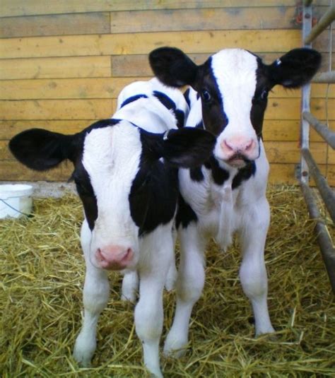 Cute Baby Dairy Cows