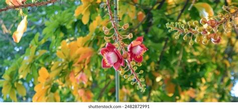 sal tree india royalty  images stock  pictures shutterstock