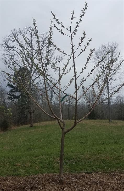 Peach tree branches - General Fruit Growing - Growing Fruit