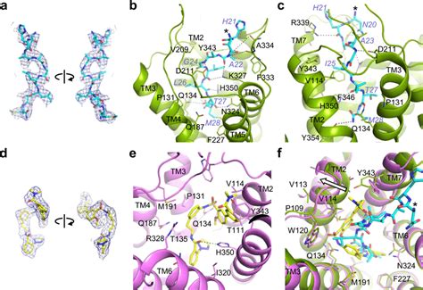 Small Molecule And Peptide Agonist Recognition A Electron Density Map