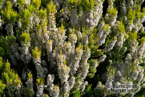 Heathers Erica Arborea Alberts Gold From Burncoose Nurseries