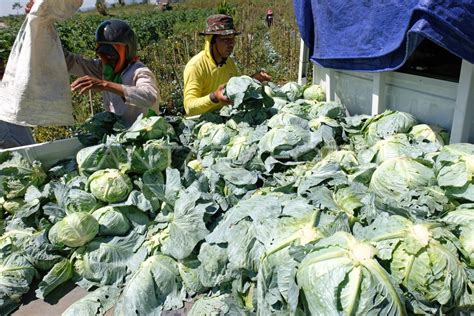 PETANI KUBIS MERUGI JUTAAN RUPIAH ANTARA Foto